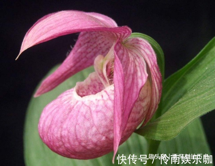 此花叶片姿态高雅，别致的花姿具有着奇特的美感，寓意为无邪之花