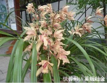 发芽|养兰花这点最关键，发芽多又壮，开花多又香，年年开花不断！