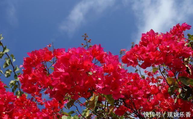 三角梅开花越来越少,是“它”在作怪,盆里撒1把粪,下次开爆盆