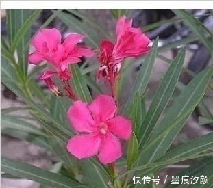 春天买花8种“疾病花”别买回家,客厅卧室“不能养”,别忽视!