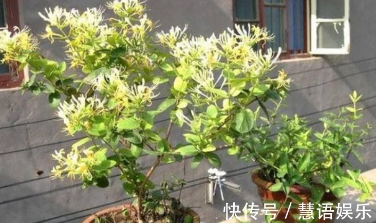 家家都有的“一种液体”,盆里“埋一点”,养啥都“爆盆”