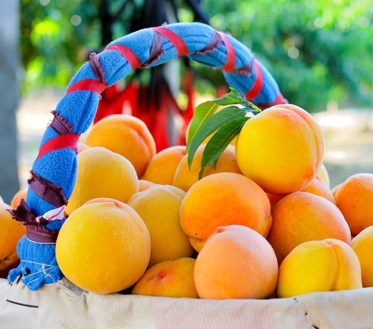 黄桃|最有营养的3种食物,补充营养、延缓衰老,好吃又不贵!