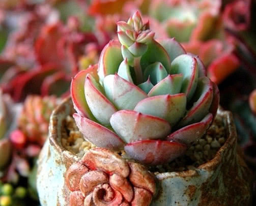 多肉奶油黄桃怎么养教你3个小妙招，养出饱满圆润的奶油黄桃