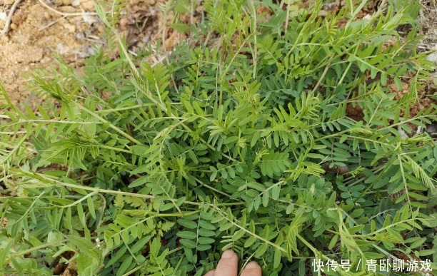春天里12种野菜图片 让你轻松辨别野菜 附上野菜做法 全网搜