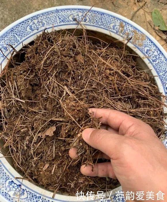 路边捡点它,开水一烫扔盆里,养花10年不烂根!