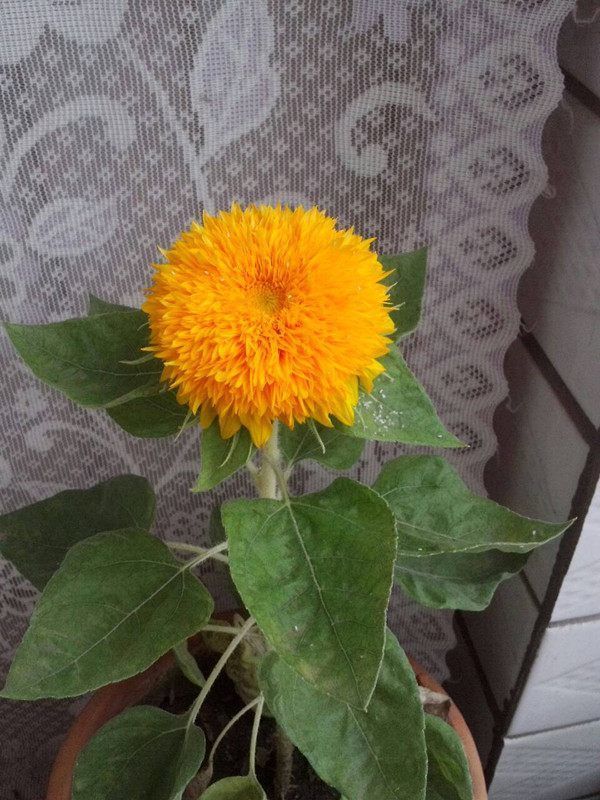 此新型观赏花卉,养护简单,花朵奇特,观赏价值高,盆栽养花选它