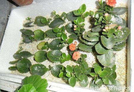 泡沫板|泡沫盒别再丢了，用来养花，会有你意想不到的的惊喜！