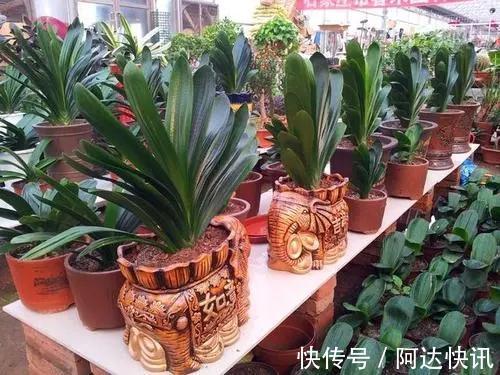 公认“难养”的5种花,没有10年以上的养花经验,建议别买