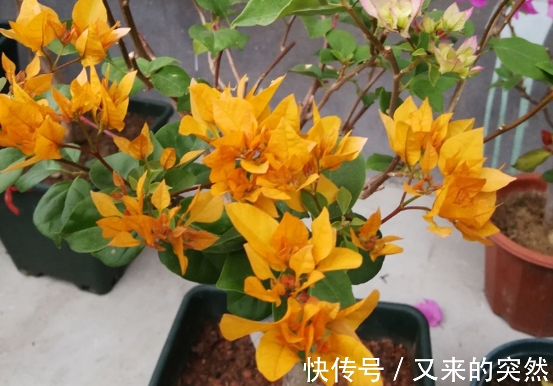 入冬修剪,这9种花,剪错不开花、杆子会枯死