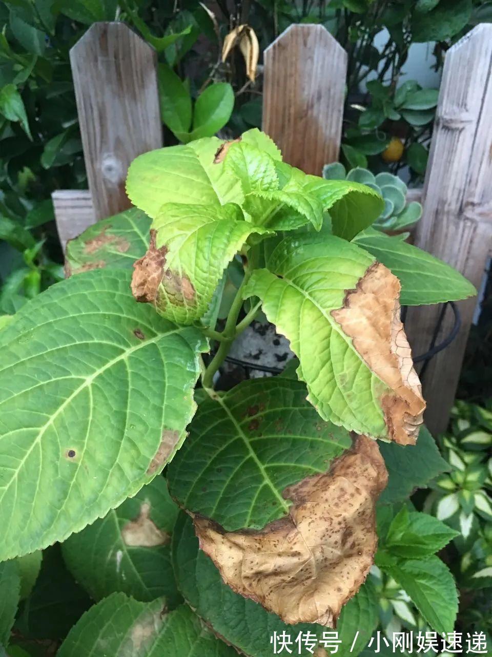 10种花特怕晒,越晒越黄叶,搬阴凉地儿才能活!