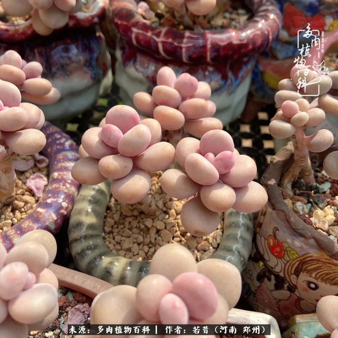 迷你小院儿，种满多肉、花草和蔬果，沉醉在自己的世外桃源！