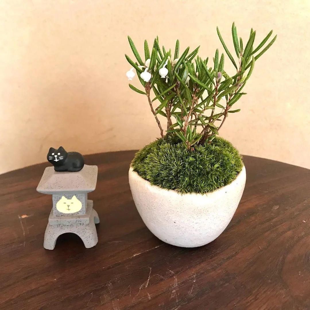 山野草，也高雅！