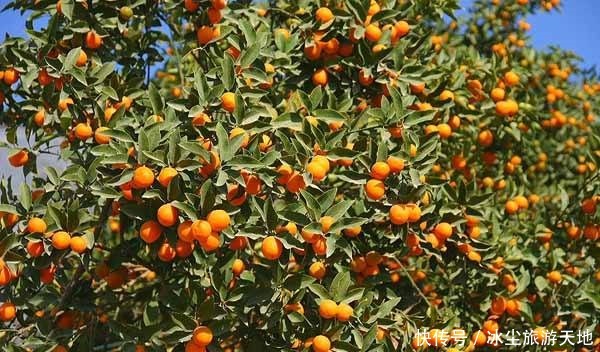 海内外|农村一“金蛋”,经常吃皮不吃肉,腌制后是极品,畅销海内外