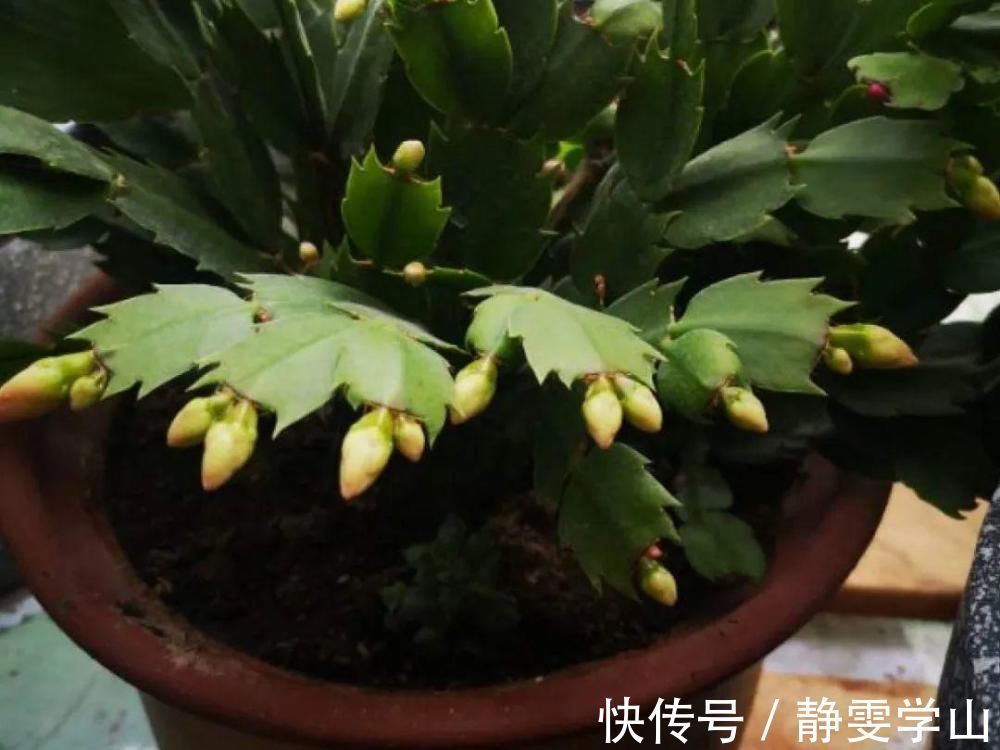 叶子|养护蟹爪兰,要注意8个要点,才能开出仙气飘飘花