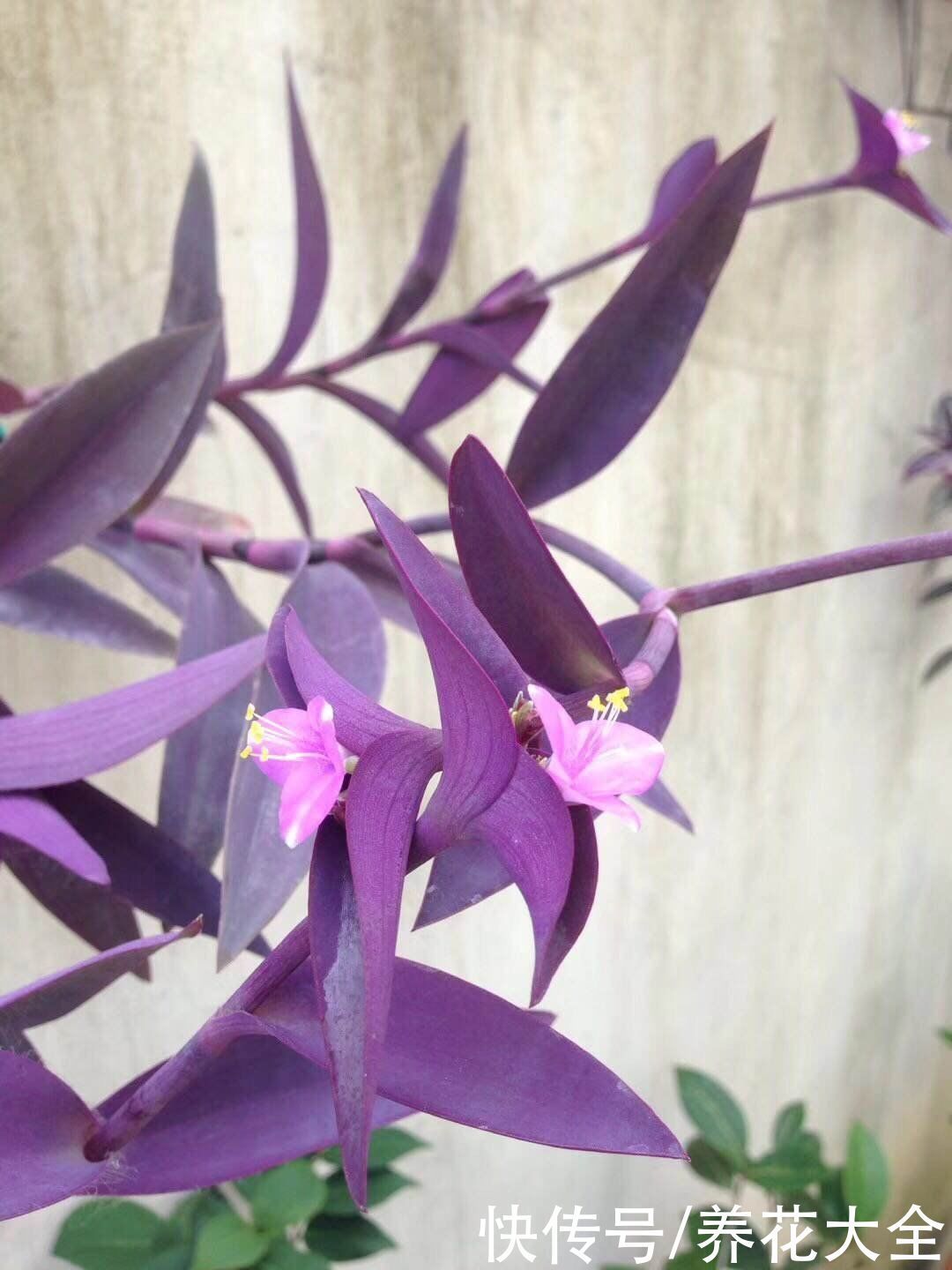 花卉|9种叶子花比花还美,叶子像油画,还特耐阴