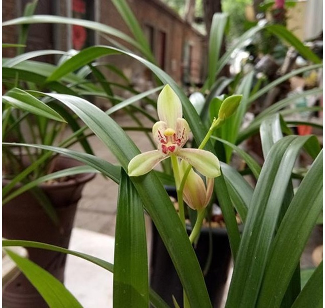 很多人说兰花难养,其实主要还是花友们不懂得一些”诊断“的方法