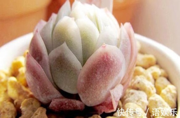 花友|新手养花,入手这“3种”多肉,好看又易活,一年四季爆盆不断