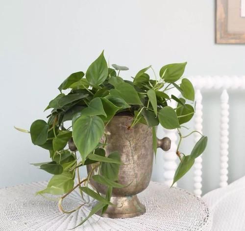 角落|17种适合生长在弱光处的室内植物,可以摆放在家里的任何角落