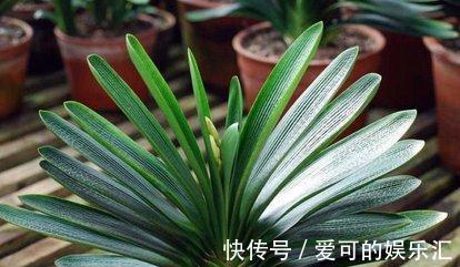 君子兰几月开花，怎样才能让它美美开花