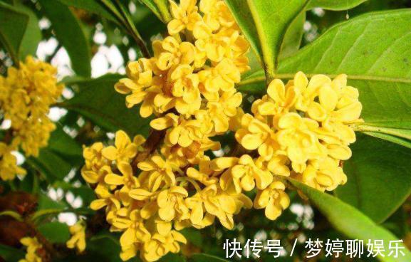 微量元素|养桂花,别犯2个“错”,枝叶繁茂,花量更大,香味更足