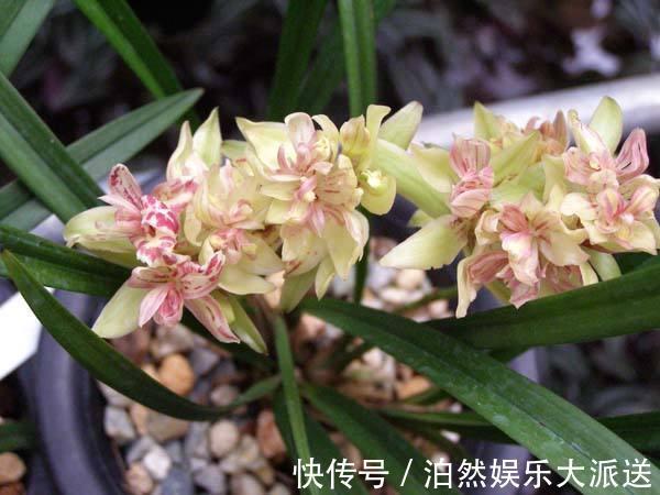 魁首|它是兰花的魁首,花型少见颜值高,曾经价格昂贵,现在走进百姓家