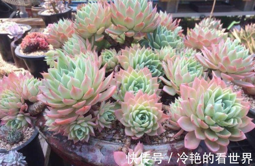 秋天养多肉三色堇,了解掌握4个要点,长出红黄渐变色很高级