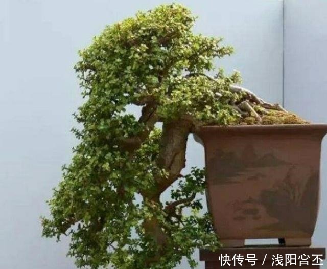 金枝玉叶|养金枝玉叶,关键要做好5项管理,很快长成盆景老桩!