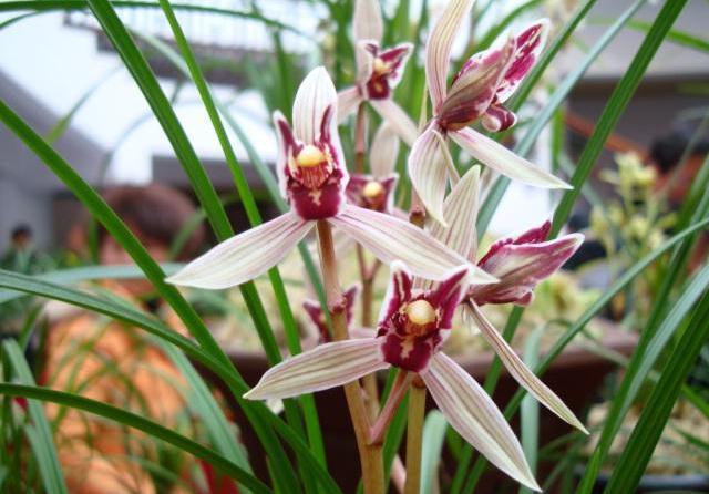 给兰花换盆换土,看根系就知道,兰花养得好