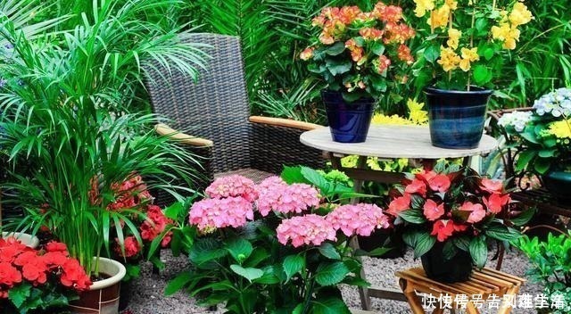 太阳花|适合“现在”扦插的“6种花”，动动手，省下很多“买花钱”！