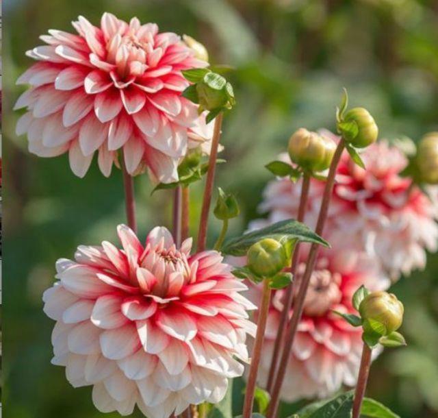 寓意超好的旺运花,吉祥又喜庆,年年开花美翻