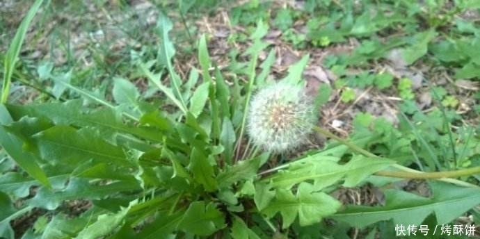 提个醒|提个醒:喝蒲公英水有1大禁忌,却有很多人不清楚,别犯错误了!