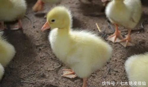 小鹅|为什么我们都吃鸡蛋,而鹅蛋那么大却很少人吃答案原来是