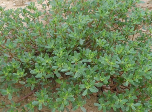 感染性疾病|每天坚持喝马齿笕水,除了可以黑发外,竟然还有这么多好处!