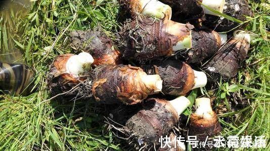 凉薯|女性10种食物经常吃,排毒瘦身,滋养皮肤,轻松拥有小蛮腰