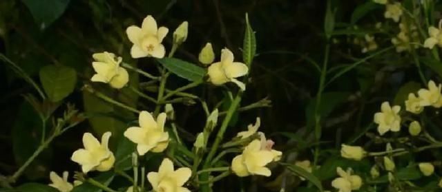 中国特有植物富宁藤|消失20年！贵州再次发现中国特有植物富宁藤，重现意味着什么？