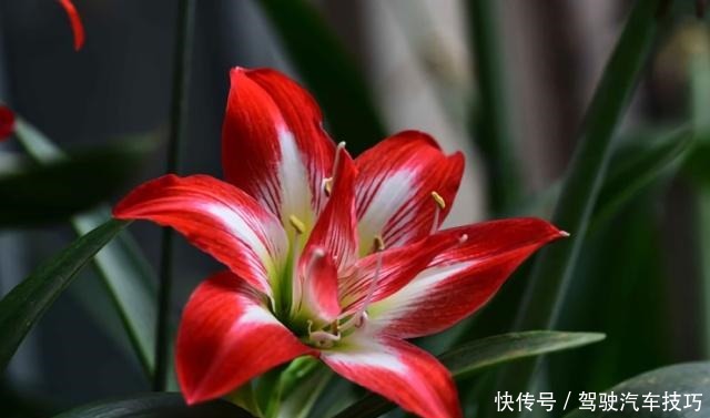 5种花将进入休眠期,在梦中度夏,睡醒有精力,开花多又艳!