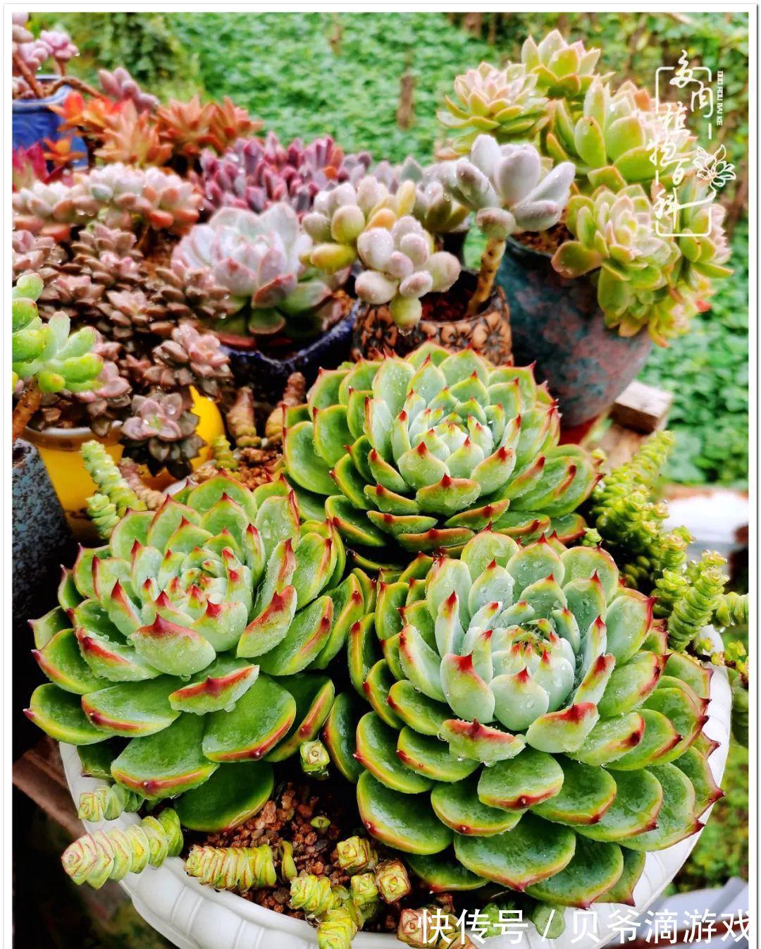 养多肉是喜欢，顺其自然是心境！