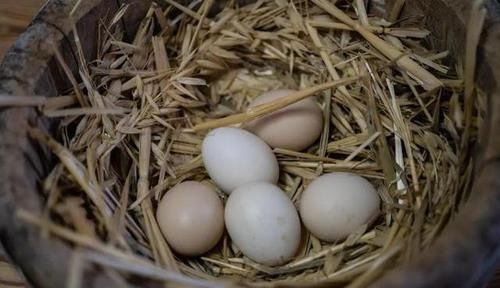 鸡蛋营养大比拼,本鸡蛋、乌鸡蛋、红皮蛋……最佳选择其实是这种