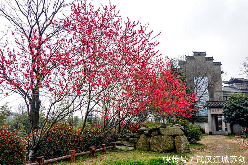 灼灼碧桃艳春色、花乡茶谷春满园