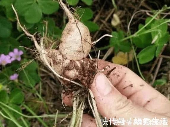 水晶萝卜|它叫三叶酸，很多人只摘叶吃，却不知地下藏“水晶萝卜”，吃过吗