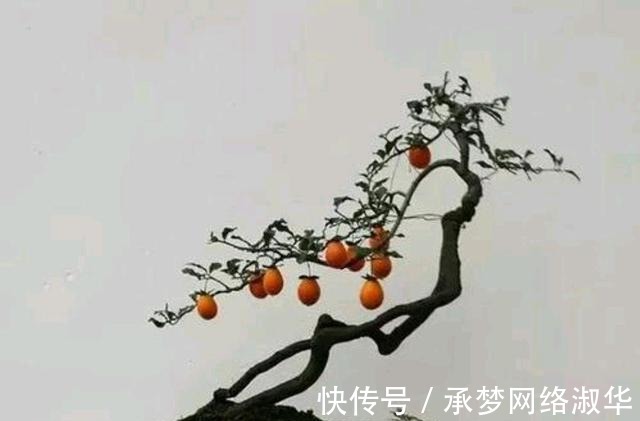 果实|养金弹子，做对几点，果实硕大红艳