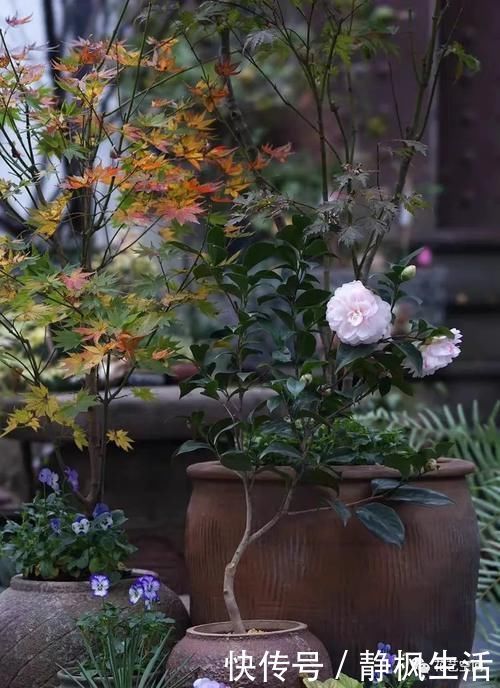 养护|茶花难养活,问题出在这三点,多做2步,迎刃而解