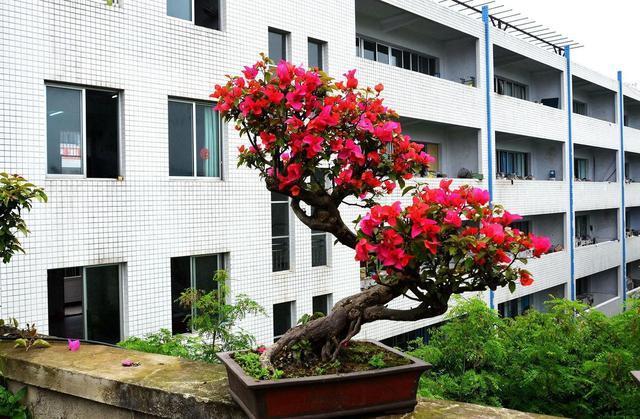 三角梅养成盆景更“别致”，学会修剪，造型更喜人！