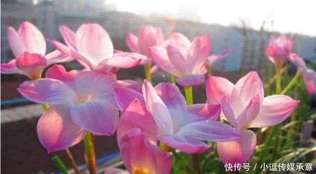 超好养的5种花,扔土里就活,给点水就疯长,漂亮大气!