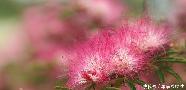 反用|《哀江南赋》到底是怀念故国还是谋求官职作者为何反用典故