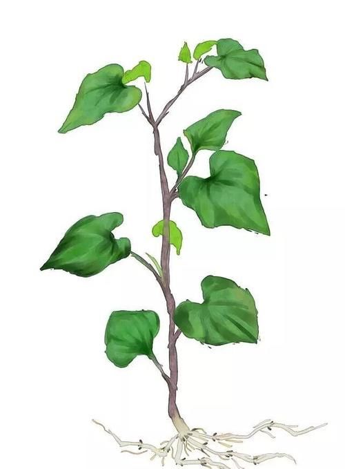 抗癌常用中草药之鱼腥草