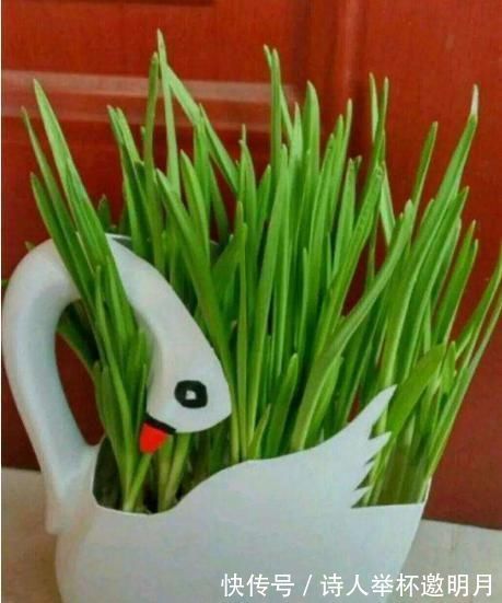 矿泉水瓶|家里的小瓶、小罐别扔了,拿来养花,真是太养眼了!