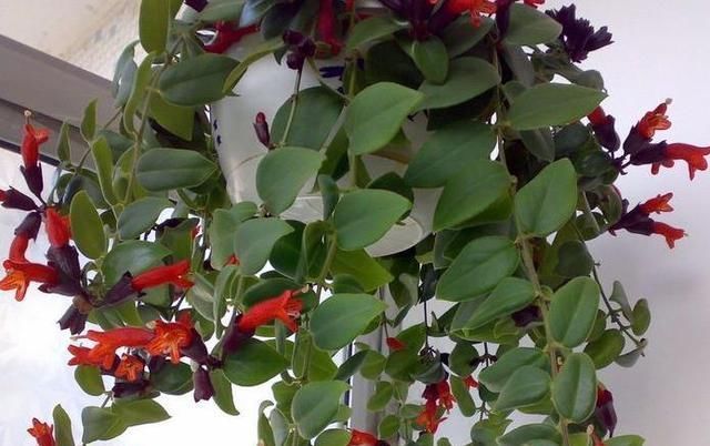 阳台|“不占地方”的4种花,多养几盆,阳台成“花海”,“天天”赏花