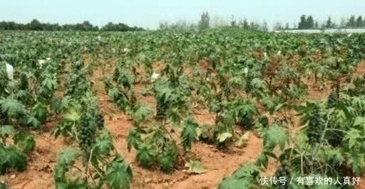它浑身是毒,入侵我国却被大量种植,如今年产量高达55万吨