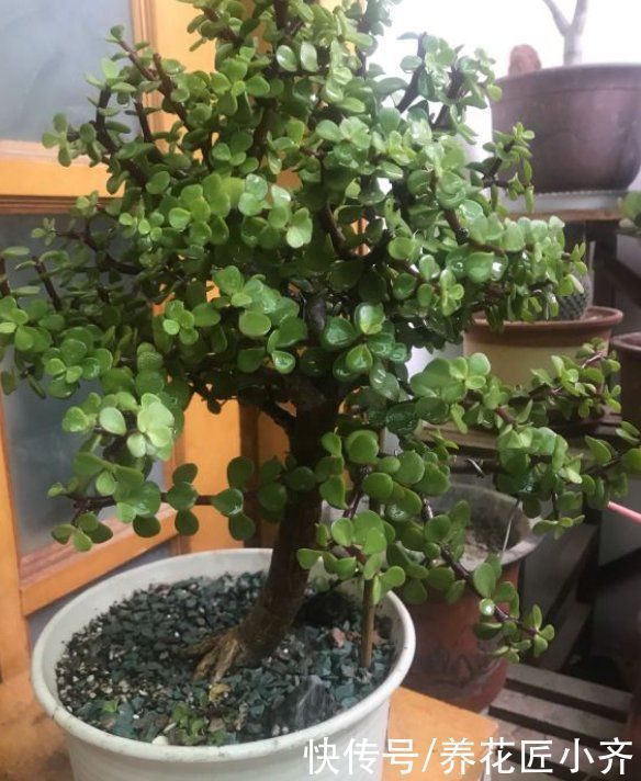 枝条|入秋后养金枝玉叶,做好“3件事”,叶片肥厚油绿,长得枝繁叶茂